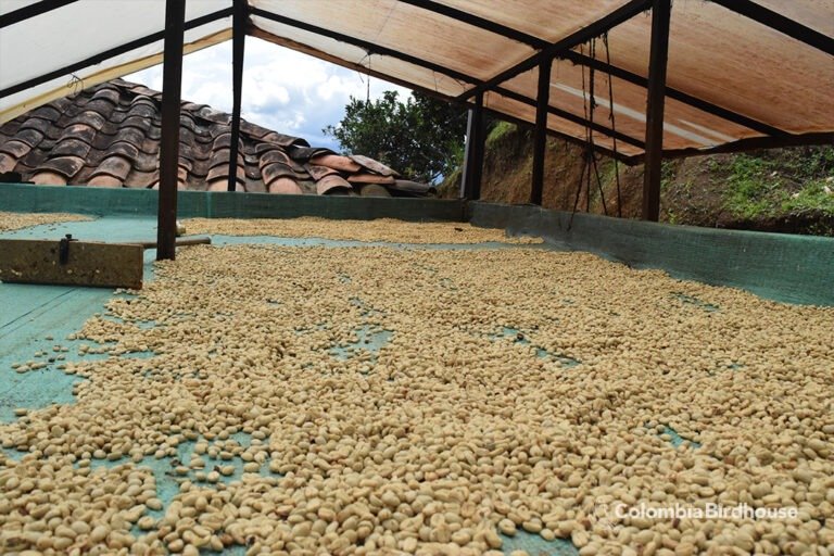 Coffee drying