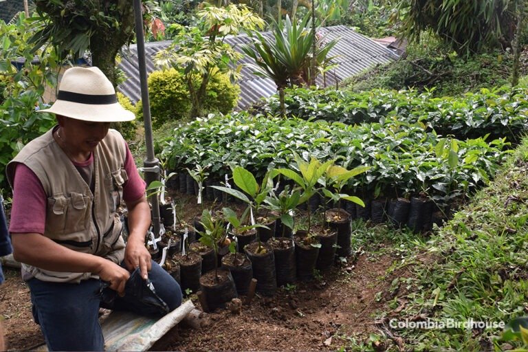 Planting coffee trees