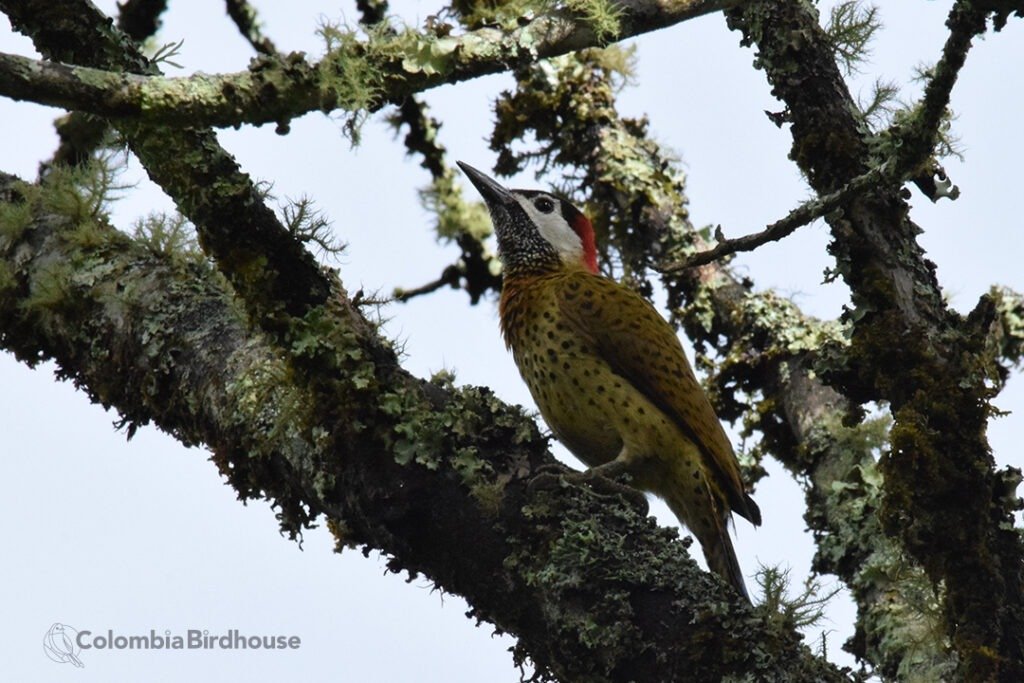 Spotted-breasted Woodpecker
