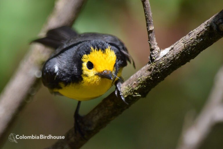 Golden-fronted Whitestart