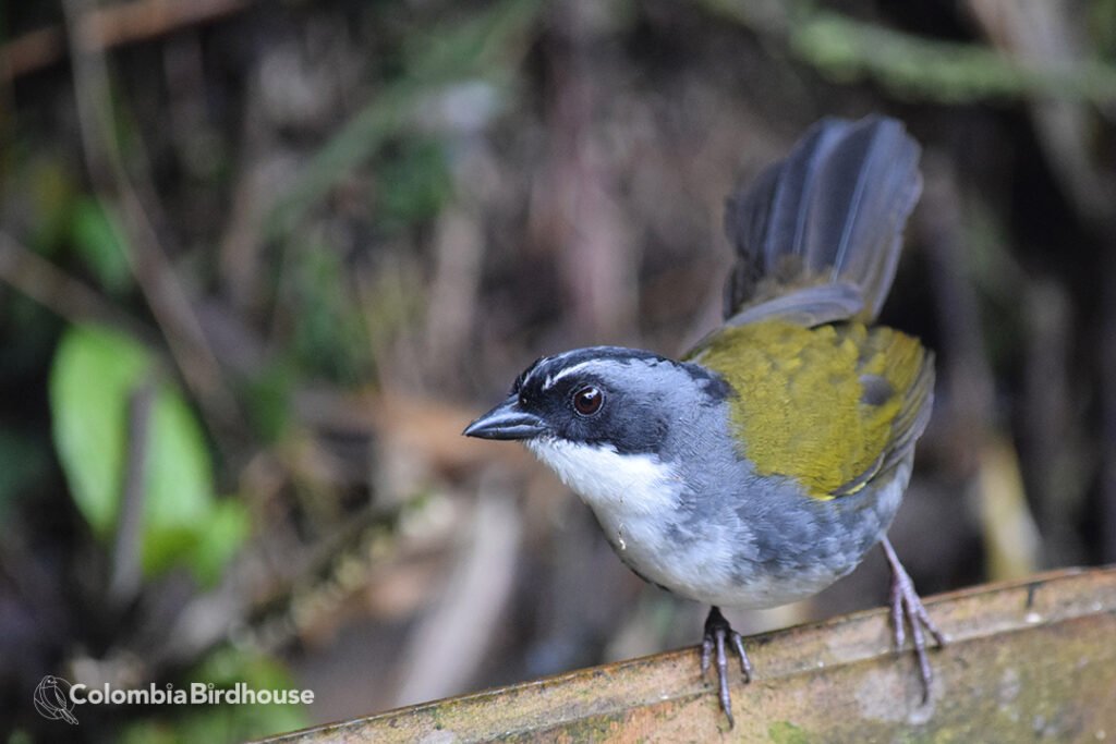 Gray-browed Brushfinch