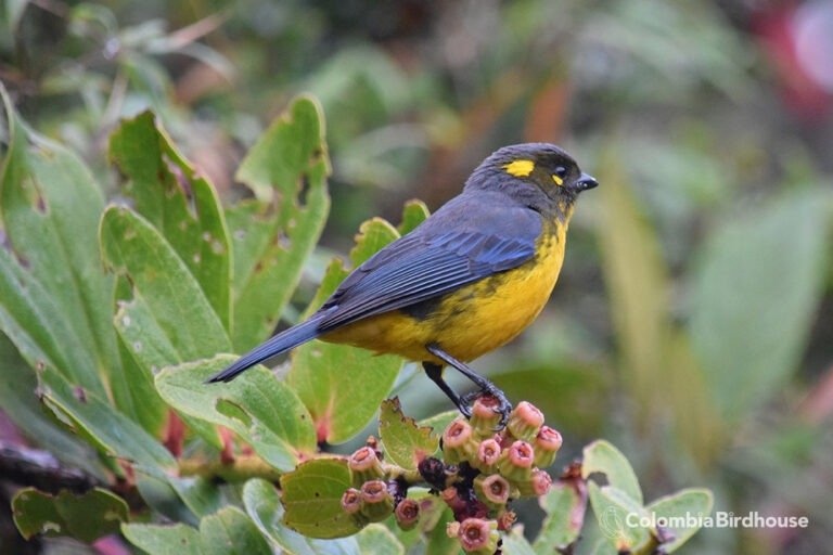 Lacrimose Mountain-Tanager