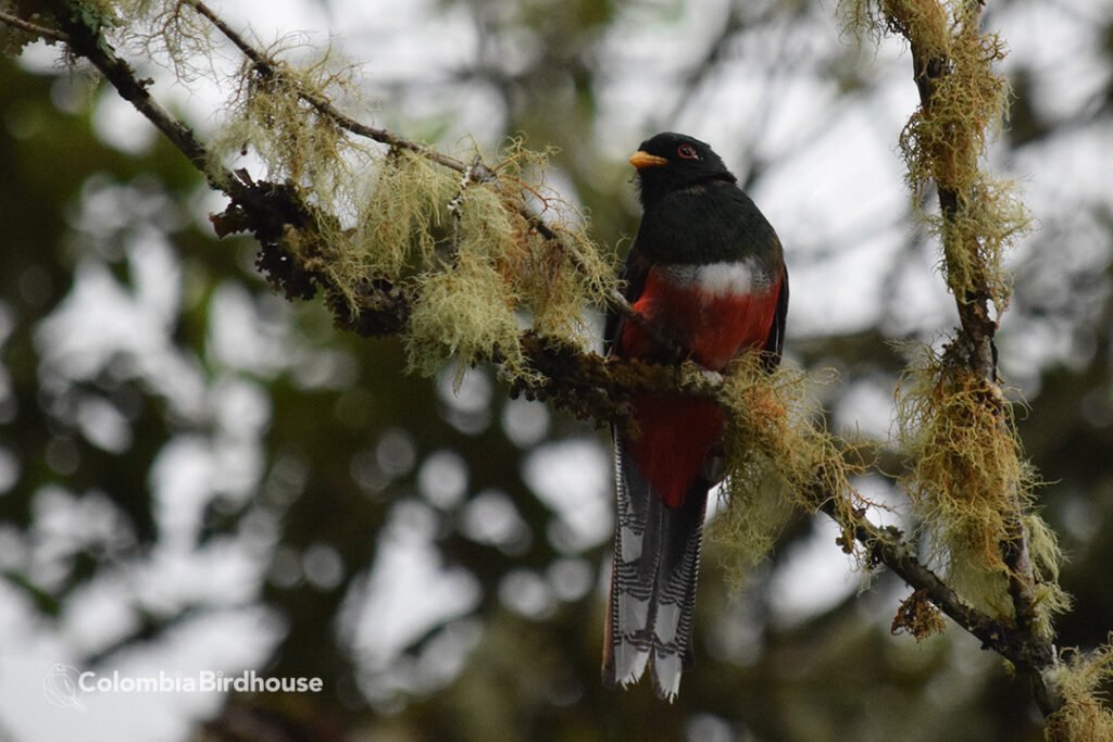 Masked Trogon