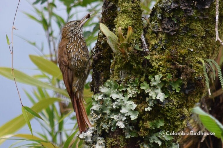 Montane Woodcreeper