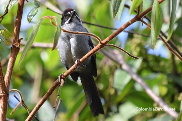 Slaty Brush-finch