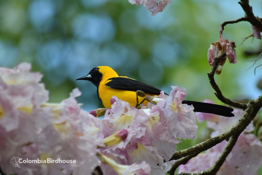 Yellow-backed Oriole