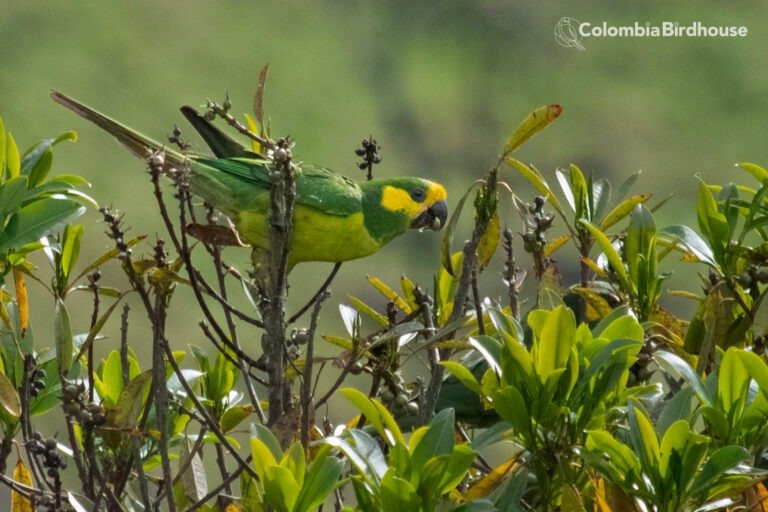 Yellow-eared Parrot