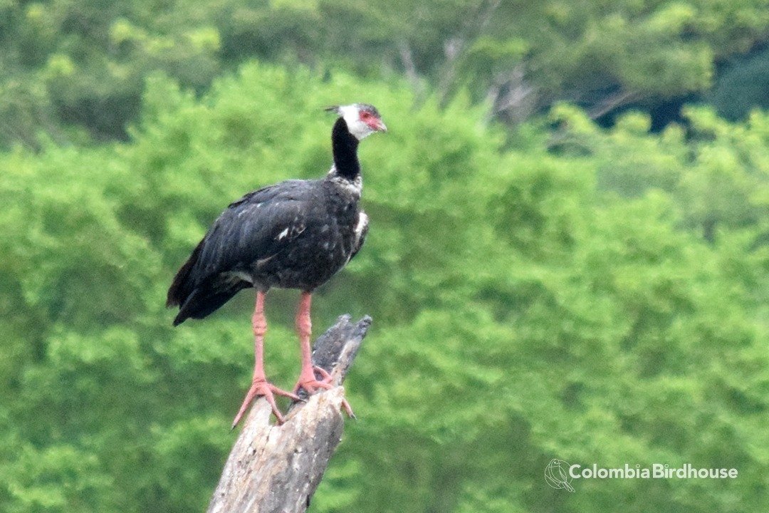 Northern Screamer