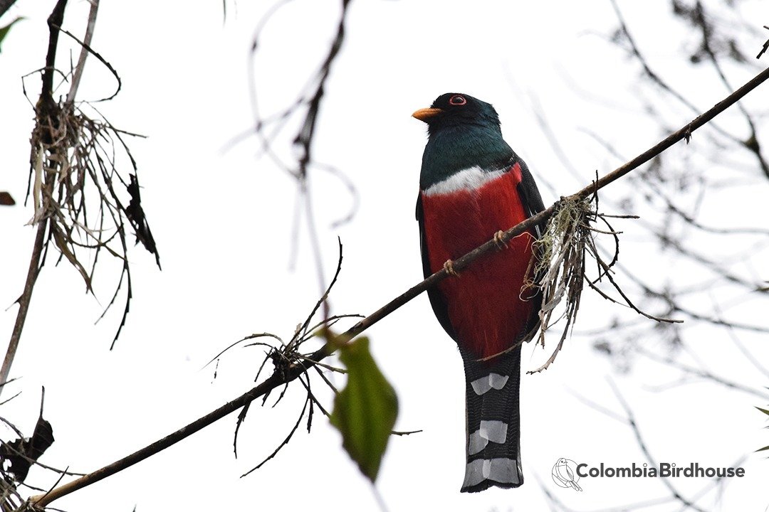 Masked Trogon