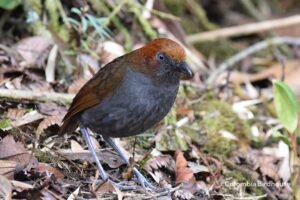 Chestnut-naped Antpitta