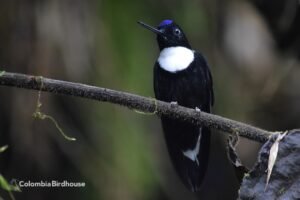 Collared Inca
