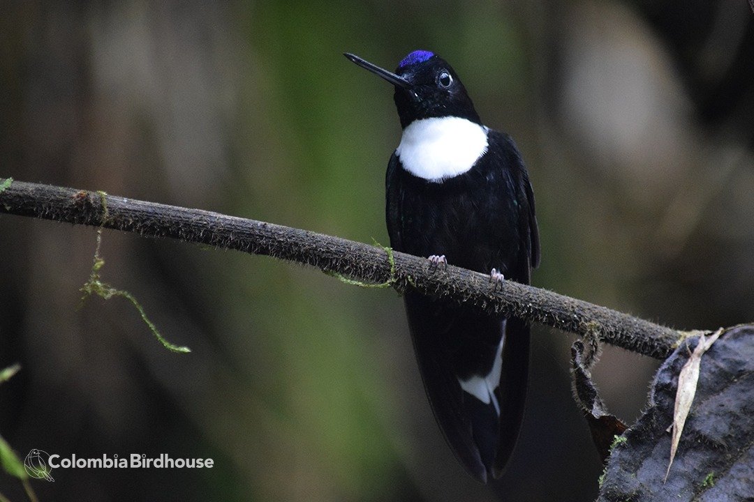 Collared Inca