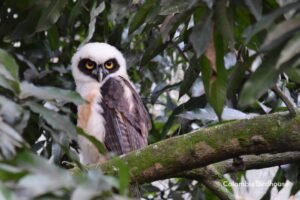 Spectacled Owl