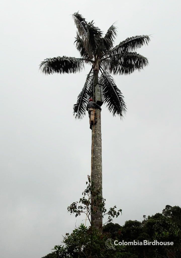 Wax Palm