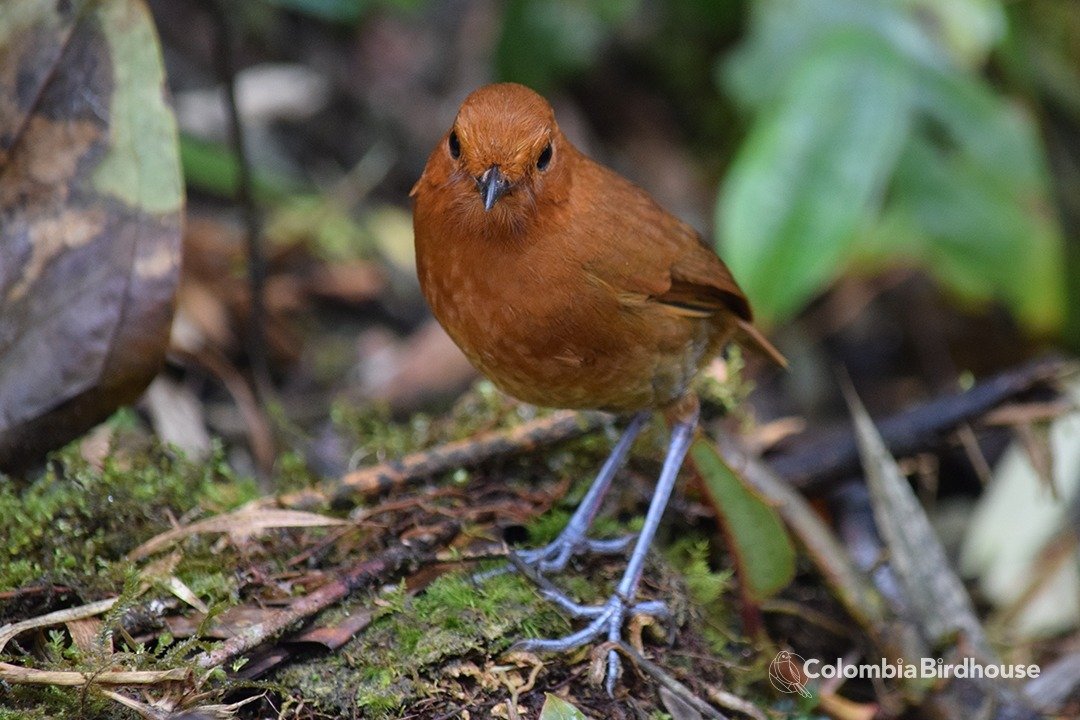 Chamí Antpitta