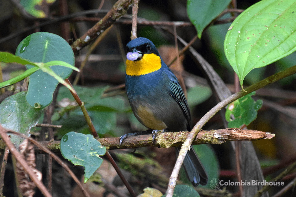 Purplish-mantled Tanager