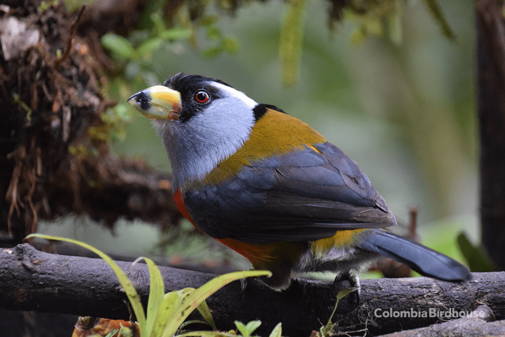 Toucan Barbet