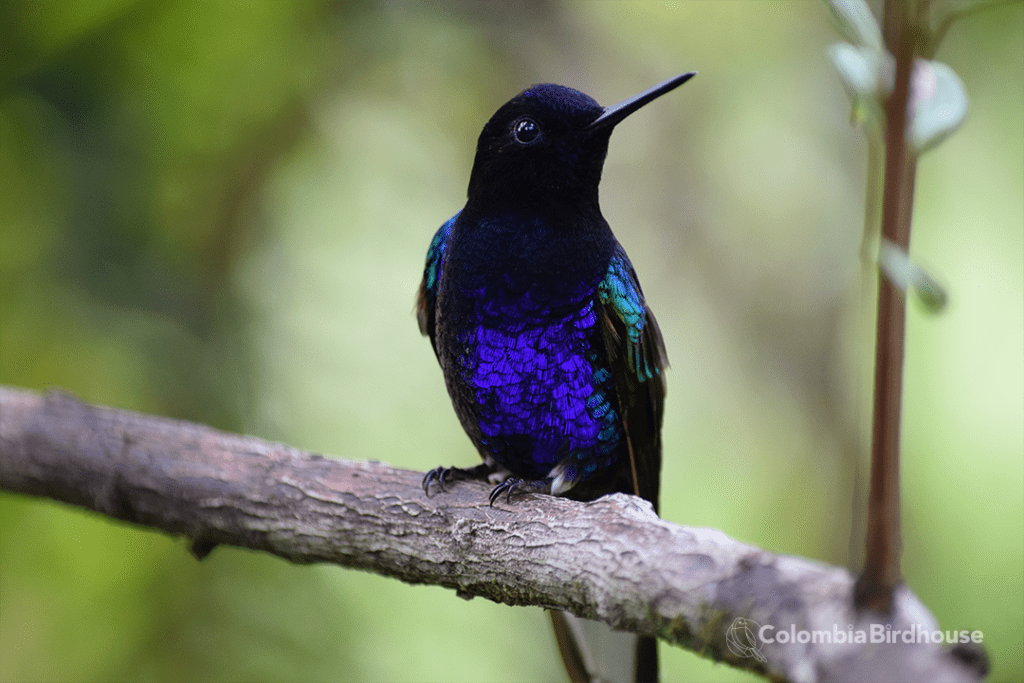 Velvet-purple Coronet