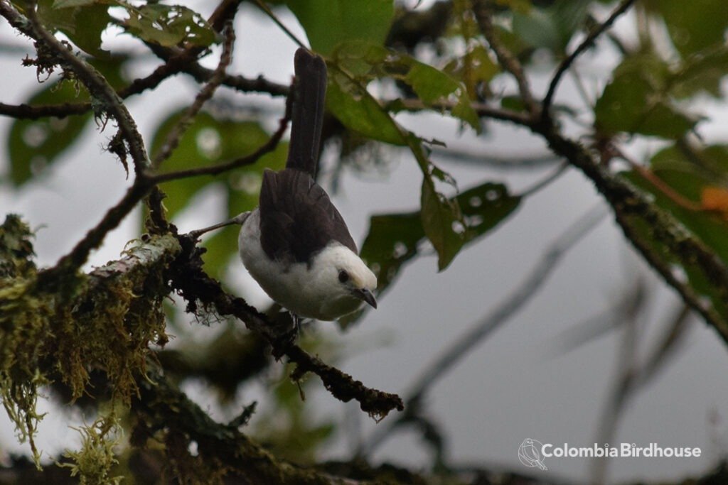 White-headed Wren