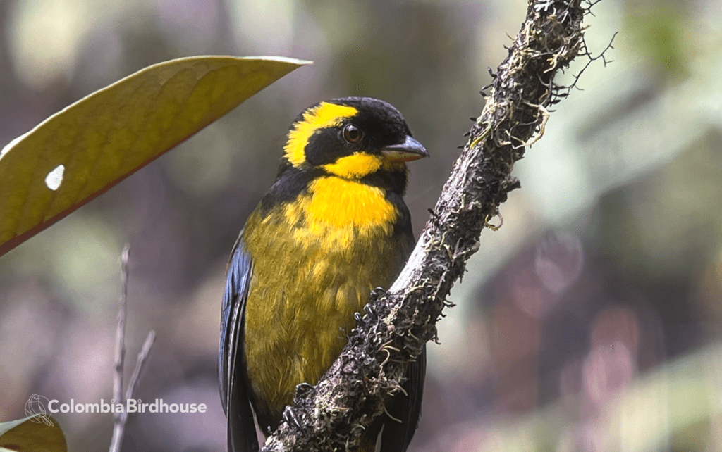 Gold-ringed Tanager (Bangsia aureocincta) in Montezuma, Chocó mountains — Colombia Birdhouse
