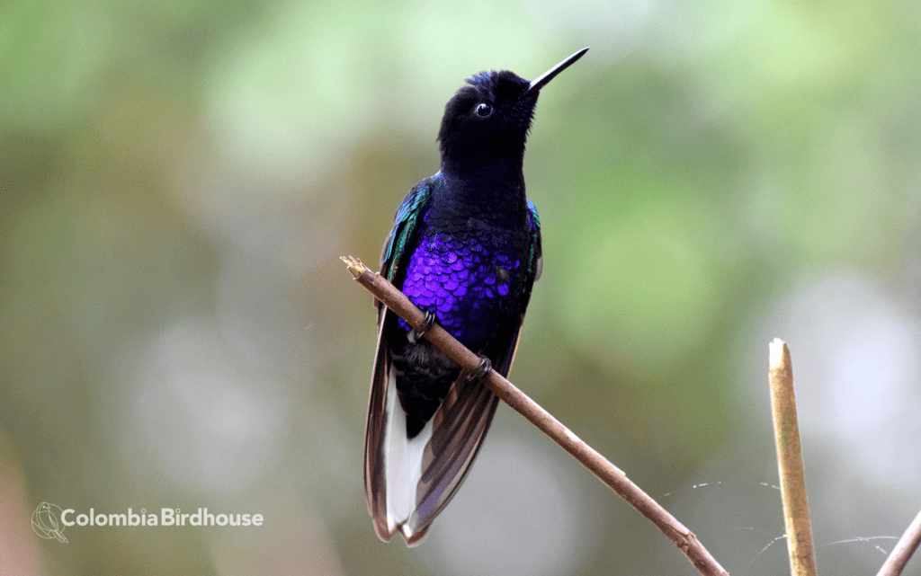 Purple-velvet Coronet