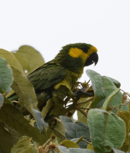 Yellow-eared Parrot in Jardín - Colombia Birdhouse tour