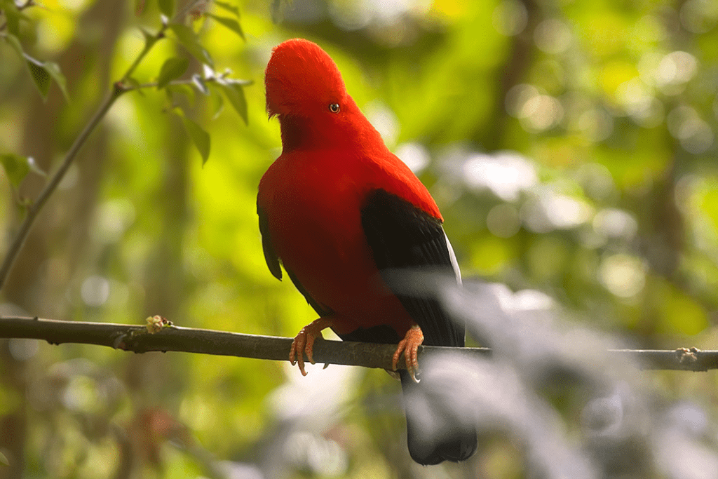 Andean Cock-of-the-rock