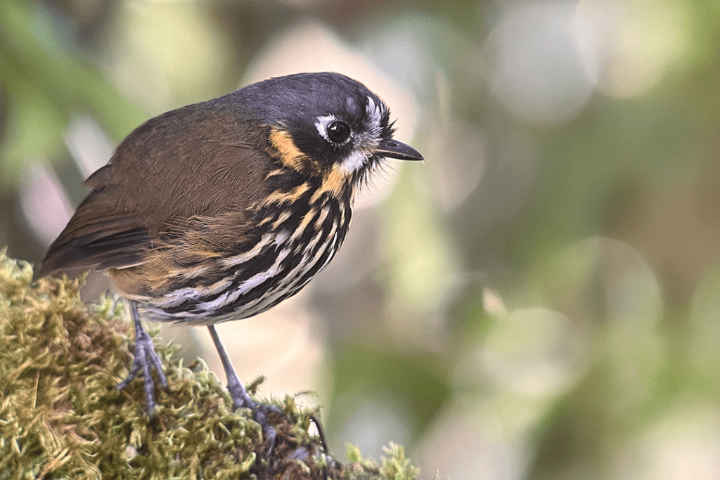 Crescent-faced Antpitta
