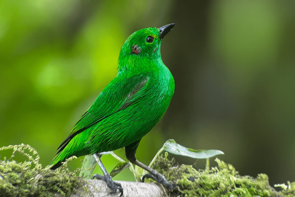 Glistening-green Tanager