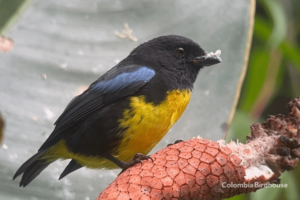 Black-and-gold Tanager