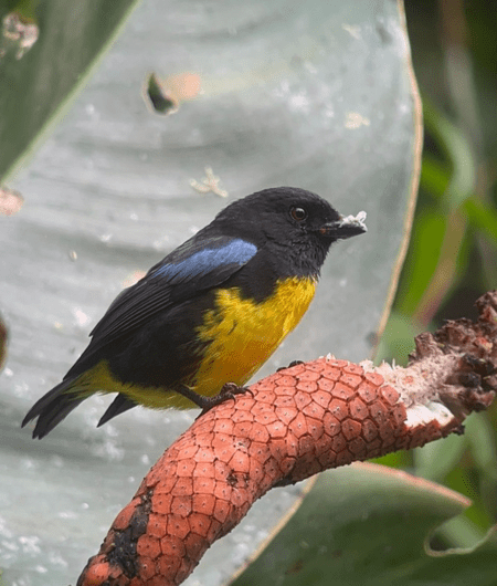 Black and gold Tanager at Colombia Birdhouse tour