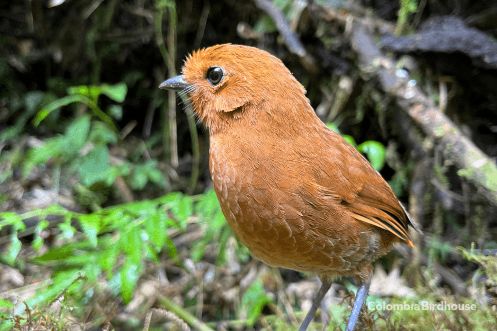 Chami Antpitta