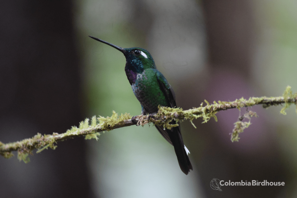 Purple-bibbed Whitetip