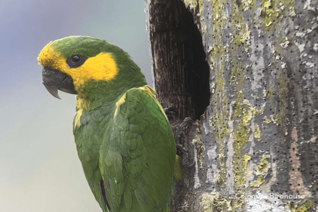 Yellow-eared Parrot